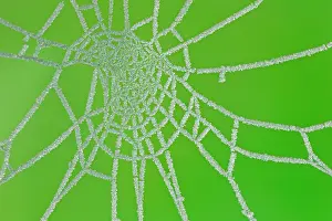Cobwebs: Frosted Spider's Web in Winter