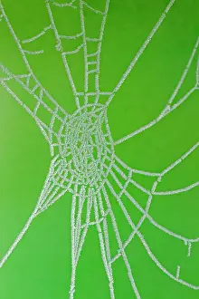 Cobwebs: Frosted Spider's Web in Winter