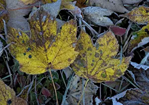 Sycamores: Frosted sycamore leaves