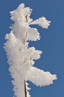 Hoar: A frosted twig full of ice crystals against a bright blue sk