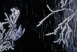 Unexplained: Frosted twigs