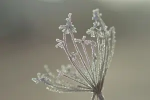 Umbellifera: Frosted Umbellifera in Winter