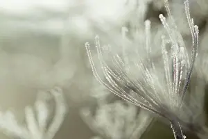 Fronds: Frosted Umbellifera in Winter