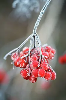 Viburnum: Frosted Viburnum berries in a Kent garden