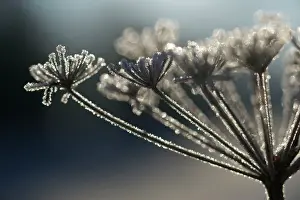 Carota: Frosted Wild Carrot - seedhead