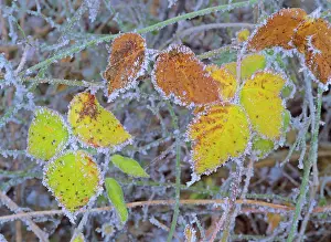 Blackberries: frosty leaves - colourful turned blackberry leaves in autumn