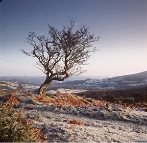 Dartmoor: Frosty scene - wind-shaped Hawthorn tree
