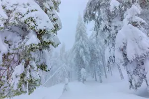 Thick: frosty spruce tree - by a thick layer of frost and ice cover