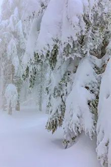 Thick: frosty spruce tree - by a thick layer of frost and ice cover