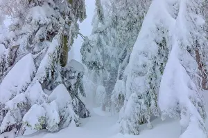 Thick: frosty spruce tree - by a thick layer of frost and ice cover
