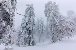 Thick: frosty spruce tree - by a thick layer of frost and ice cover