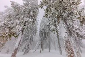 Thick: frosty spruce tree - by a thick layer of frost and ice cover