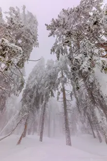 Thick: frosty spruce tree - by a thick layer of frost and ice cover