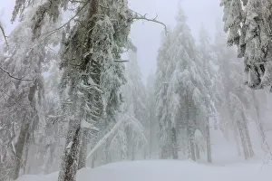 Thick: frosty spruce tree - by a thick layer of frost and ice cover