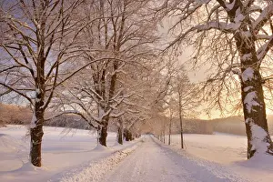 Flanked: Frosty Winter Scene - deep snow covered winter