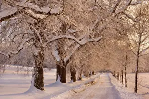 Flanked: Frosty Winter Scene - deep snow covered winter