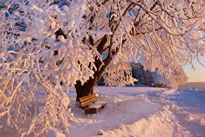Thickly: Frosty Winter Scene - snow-covered landscape with