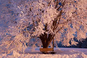 Thickly: Frosty Winter Scene - snow-covered landscape with