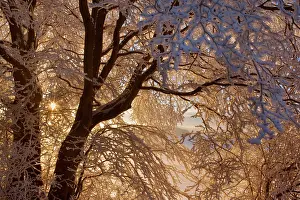 Thickly: Frosty Winter Scene - snow-covered landscape with