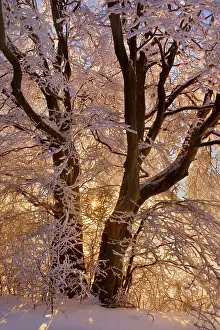 Thickly: Frosty Winter Scene - snow-covered landscape with
