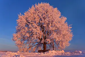 Thickly: Frosty winter scenery - snow-covered landscape