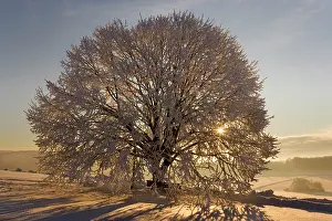 Thickly: Frosty winter scenery - snow-covered landscape