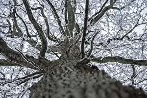 Robur: Frozen branches of an old oak tree (Quercus robur)
