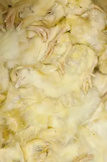 Tray: Frozen chicken chicks in tray on industrial freezer