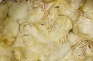 Tray: Frozen chicken chicks in tray on industrial freezer