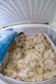 Tray: Frozen chicken chicks in tray on industrial freezer
