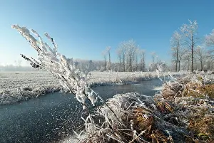 Ditch: Frozen ditch with vegetation covered with hard rime ice
