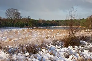 Strabrechtse: Frozen fen kiezelven in snowy heath
