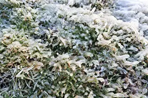 Uitgeestermeer: Frozen grass covered with ice, the netherlands
