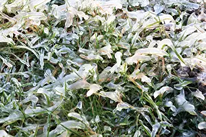Uitgeestermeer: Frozen grass covered with ice, the netherlands