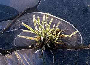 Puddles: Frozen Grass - within a frozen rain puddle in winter