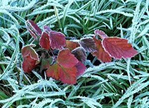 Blackberries: Frozen grass and leaves - colourful autumn leaves