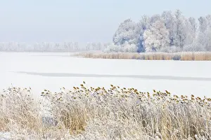 Flevoland: Frozen lake bordered with Common Reed (Phragmit