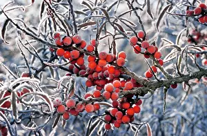 Rhamnoides: frozen red berries