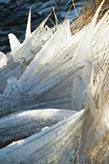 Afsluitdijk: Frozen reed along the water's edge in winter