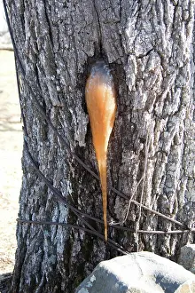 Leak: Frozen Tree Sap