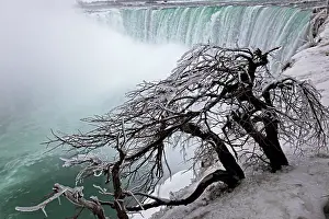 Niagara: Frozen Trees Overlooking Niagara Falls