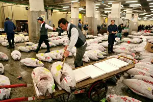 Markets: Frozen tuna, Fish market, Tsukiji, Tokyo, Japan