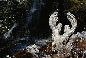 Virginianus: Frozen White-tailed Deer skull