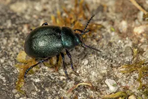 Wurttemberg: Fruhlingsmistkafer (Geotrupes vernalis) auf einer