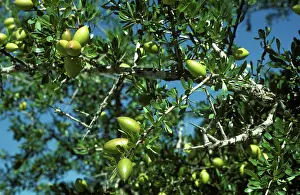 Spinosa: Fruit on Argan Tree