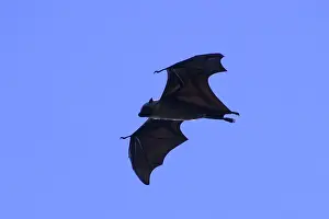 Pteropus: Fruit Bat