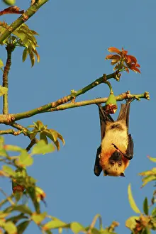 Pteropus: Fruit Bat