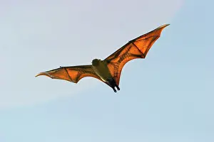 Pteropus: Fruit Bat