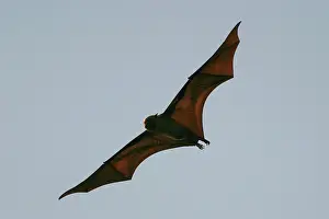 Pteropus: Fruit Bat
