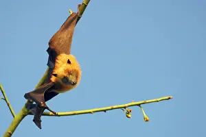 Pteropus: Fruit Bat